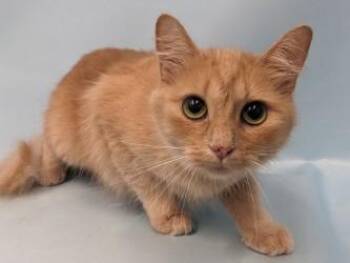 Isi -  Domestic Medium Hair and Domestic Short Hair Cat for Adoption in Golden Valley, Minnesota - Isi | PetCurious