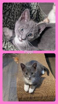 Pippi -  Domestic Short Hair Cat for Adoption in Oakley, California - Pippi | PetCurious