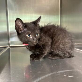 Nova 2606 -  American Shorthair Cat for Adoption in Hamilton, Georgia - Nova 2606 | PetCurious