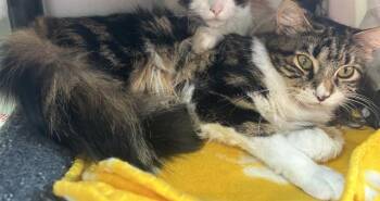Domestic Medium Hair Cats Available for Adoption in Santa Cruz, California - SISSY | PetCurious