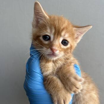 Domestic Short Hair Cats Available for Adoption in Chesapeake, Virginia - Golden Valley | PetCurious