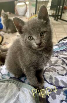Pippa -  Chartreux and Russian Blue Cat for Adoption in Rural Hall, North Carolina - Pippa | PetCurious