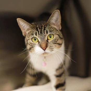 Cassidy -  Domestic Short Hair Cat for Adoption in Atlanta, Georgia - Cassidy | PetCurious