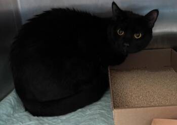 Oscar -  Domestic Short Hair Cat for Adoption - Oscar | PetCurious