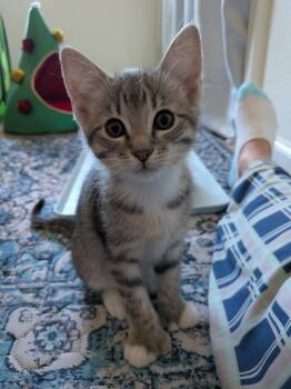 Domestic Short Hair Cats Available for Adoption in Oceanside, California - Polly | PetCurious