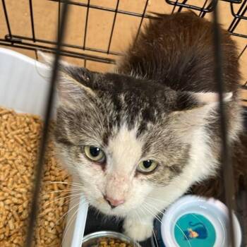 Pillsbury -  Domestic Medium Hair Cat for Adoption in Gadsden, Alabama - Pillsbury | PetCurious
