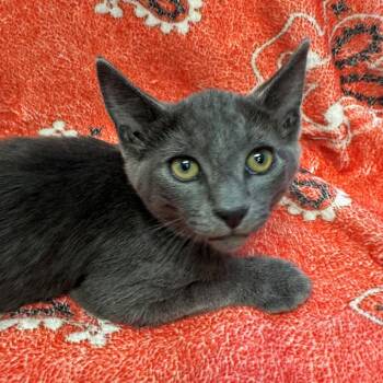 Winter -  Domestic Short Hair Cat for Adoption in Long Beach, California - Winter | PetCurious
