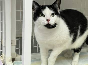 Rescue Domestic Short Hair Cats for Adoption in Medfield, Massachusetts - Mayflower | PetCurious