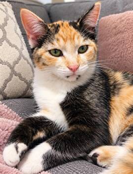 Tulip -  Dilute Calico Cat for Adoption in Los Angeles, California - Tulip | PetCurious
