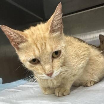 Kelsi -  Domestic Short Hair Cat for Adoption in Corbin, Kentucky - Kelsi | PetCurious