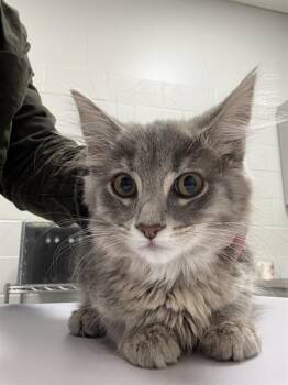 LESHA -  Domestic Medium Hair Cat for Adoption in Indianapolis, Indiana - LESHA | PetCurious