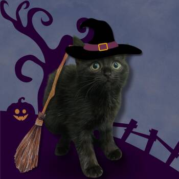 Mavis -  Domestic Short Hair Cat for Adoption in Greenbelt, Maryland - Mavis | PetCurious