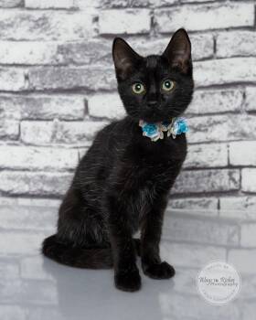 Margo -  Bombay and Domestic Short Hair Cat for Adoption in Tuscaloosa, Alabama - Margo | PetCurious