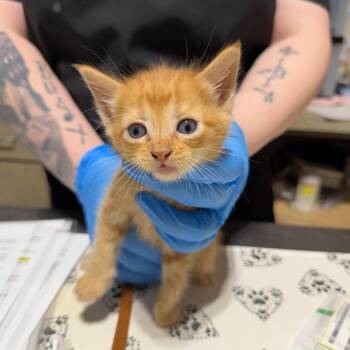 Wisp -  Domestic Short Hair Cat for Adoption in Milton, Florida - Wisp | PetCurious