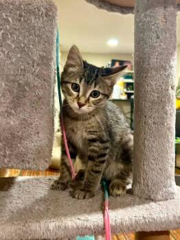 Twiggy -  Domestic Short Hair Cat for Adoption in Boone, Iowa - Twiggy | PetCurious