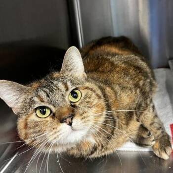 Domestic Short Hair Cats Available for Adoption - Ash | PetCurious