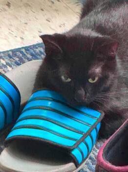 Noir -  Domestic Short Hair Cat for Adoption in Toronto, Ontario - Noir | PetCurious