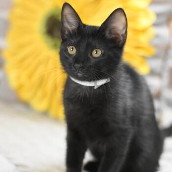 Domestic Short Hair Cats Available for Adoption in Conroe, Texas - Nova (The Night Sky Litter) | PetCurious