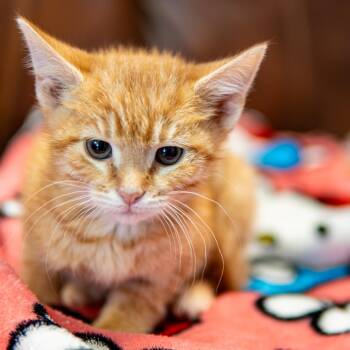 Flame -  Domestic Short Hair Cat for Adoption in Emporia, Kansas - Flame | PetCurious