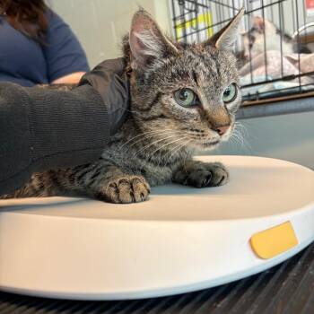 Domestic Short Hair Cats Available for Adoption in Huntington, West Virginia - Celia + 4 | PetCurious