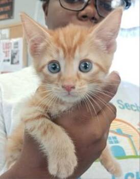 Springer-Adopt Pending -  Domestic Short Hair Cat for Adoption in West Memphis, Arkansas - Springer-Adopt Pending | PetCurious