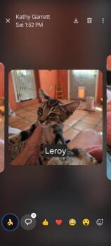 Leroy -  Domestic Short Hair Cat for Adoption in Thatcher, Arizona - Leroy | PetCurious