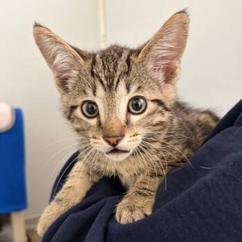 Domestic Short Hair Cats Available for Adoption in Ojai, California - Edamame | PetCurious