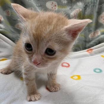 Domestic Short Hair Cats Available for Adoption in Eureka Springs, Arkansas - Miles | PetCurious