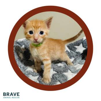 Robin -  Domestic Short Hair Cat Available for Adoption in Lincoln, Nebraska - Robin | PetCurious