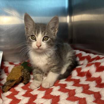 Elwood -  Domestic Short Hair Cat for Adoption in Matteson, Illinois - Elwood | PetCurious