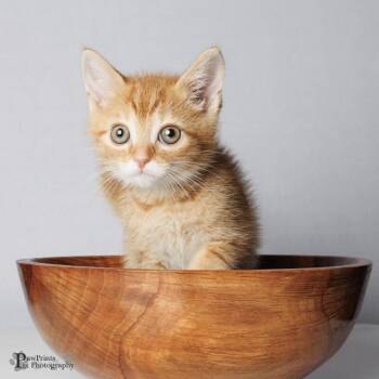 Bug -  Tabby Cat for Adoption in Maryville, Tennessee - Bug | PetCurious