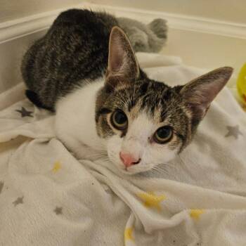 Johan26 -  Domestic Short Hair Cat for Adoption in Youngsville, North Carolina - Johan26 | PetCurious