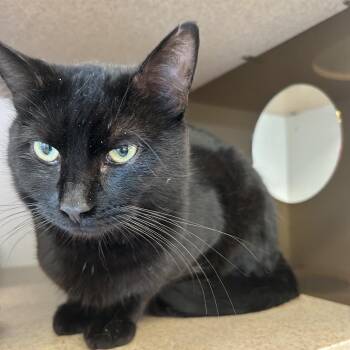 Domestic Short Hair Cats Available for Adoption in Park City, Utah - Sirius | PetCurious