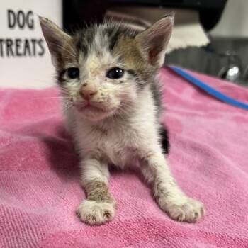 Scott (Blue Collar) -  Domestic Short Hair Cat for Adoption in League City, Texas - Scott (Blue Collar) | PetCurious