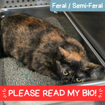 Rescue Domestic Short Hair Cats for Adoption in Denver, Colorado - Scoot New Mexico | PetCurious