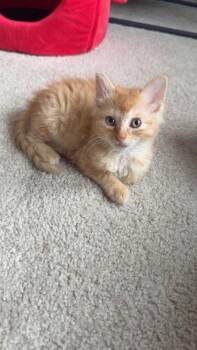 Sam -  Domestic Medium Hair and Domestic Short Hair Cat for Adoption in Hobart, Indiana - Sam | PetCurious
