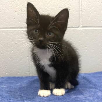 Sylvester -  Domestic Short Hair Cat for Adoption in Cabot, Arkansas - Sylvester | PetCurious
