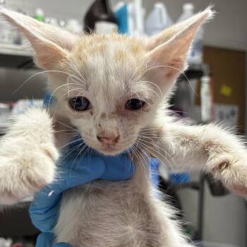 Jo -  Domestic Short Hair Cat for Adoption in Edinburg, Texas - Jo | PetCurious