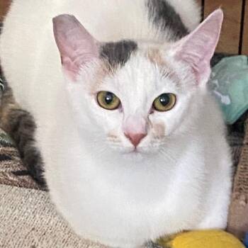 Rescue Domestic Short Hair Cats for Adoption in Los Angeles, California - Harper | PetCurious