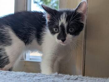 Nilla -  Domestic Short Hair Cat for Adoption in Adrian, Michigan - Nilla | PetCurious