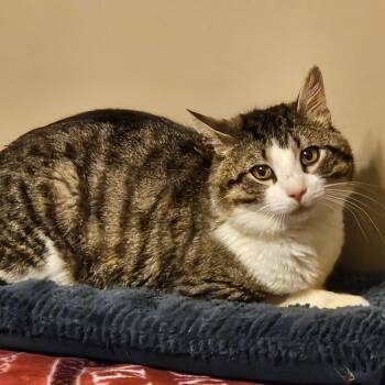Jovi -  Domestic Short Hair Cat Available for Adoption in Winchester, Virginia - Jovi | PetCurious