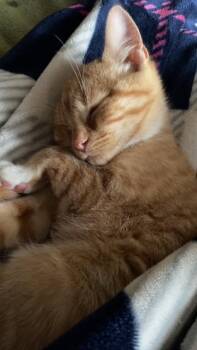 Bruce -  Domestic Short Hair Cat for Adoption in Fredericton, New Brunswick - Bruce | PetCurious