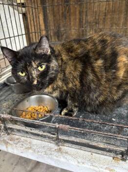 Gracie -  Domestic Short Hair Cat for Adoption in Camp Hill, Pennsylvania - Gracie | PetCurious