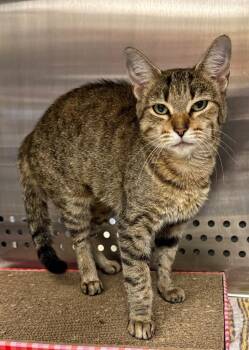 Domestic Short Hair Cats Available for Adoption in Columbia, Tennessee - Mamakie | PetCurious