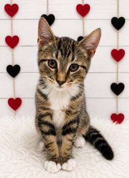 Bruno -  Domestic Short Hair Cat for Adoption in Corpus Christi, Texas - Bruno | PetCurious