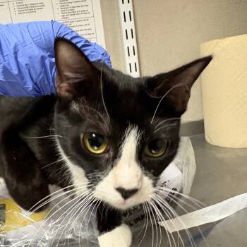 Rescue Domestic Short Hair Cats for Adoption in Yuma, Arizona - Cecilia | PetCurious