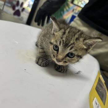 Lenny -  Domestic Short Hair Cat for Adoption in Lufkin, Texas - Lenny | PetCurious