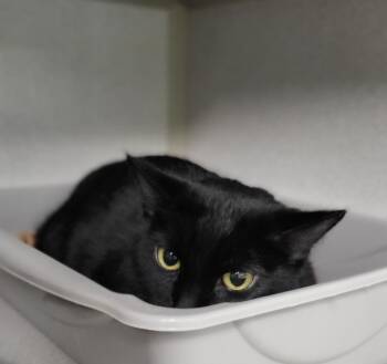 Emmalisa -  Domestic Short Hair Cat for Adoption in Bloomington, Indiana - Emmalisa | PetCurious