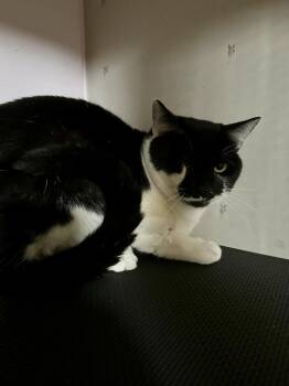 Domestic Short Hair Cats Available for Adoption in Greensboro, North Carolina - Mr. Whiskers | PetCurious