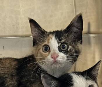 Gizmo -  Domestic Short Hair Cat for Adoption in Des Moines, Iowa - Gizmo | PetCurious